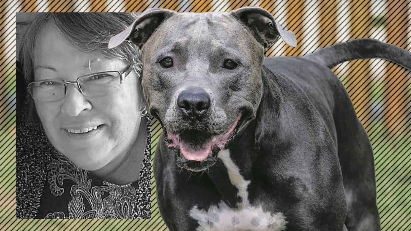 Femeie de 67 de ani, sfâșiată până la moarte de un pitbull