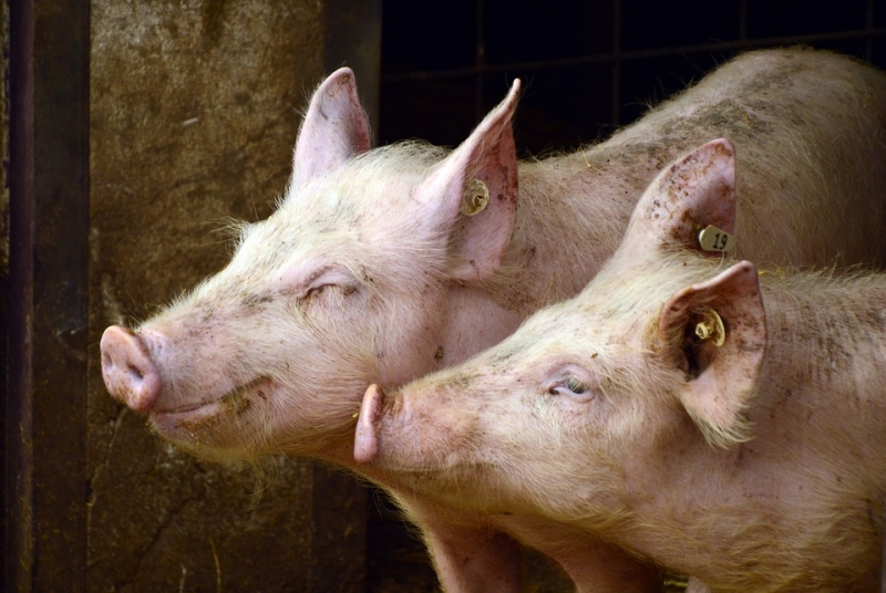 Legea porcului – adoptată! Câte animale pot creşte acum românii în gospodării şi ce restricţii au rămas – Știri de ultimă oră