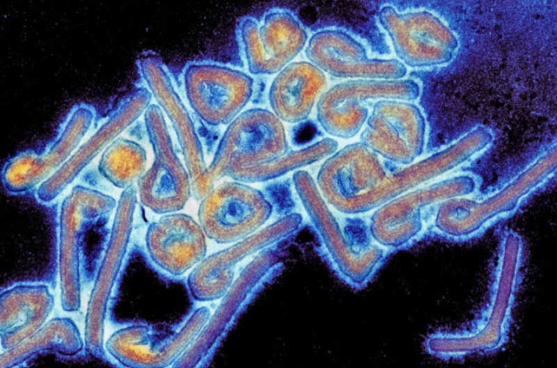 Fără precedent. Două țări raportează focare ale virusului Marburg – este la fel de mortal ca Ebola