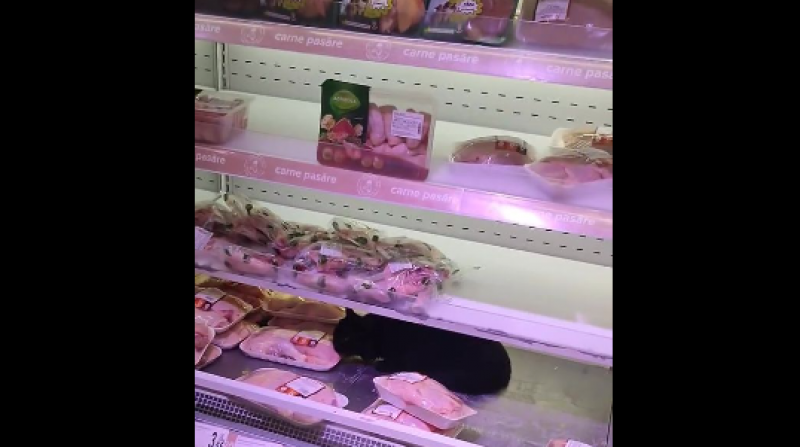Prima reacție a gigantului Carrefour după ce o pisică a 'scăpat' în frigiderul cu carne