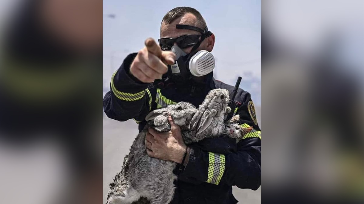 Un pisic și doi iepuri, salvați de pompierii români din incendiul din Rhodos