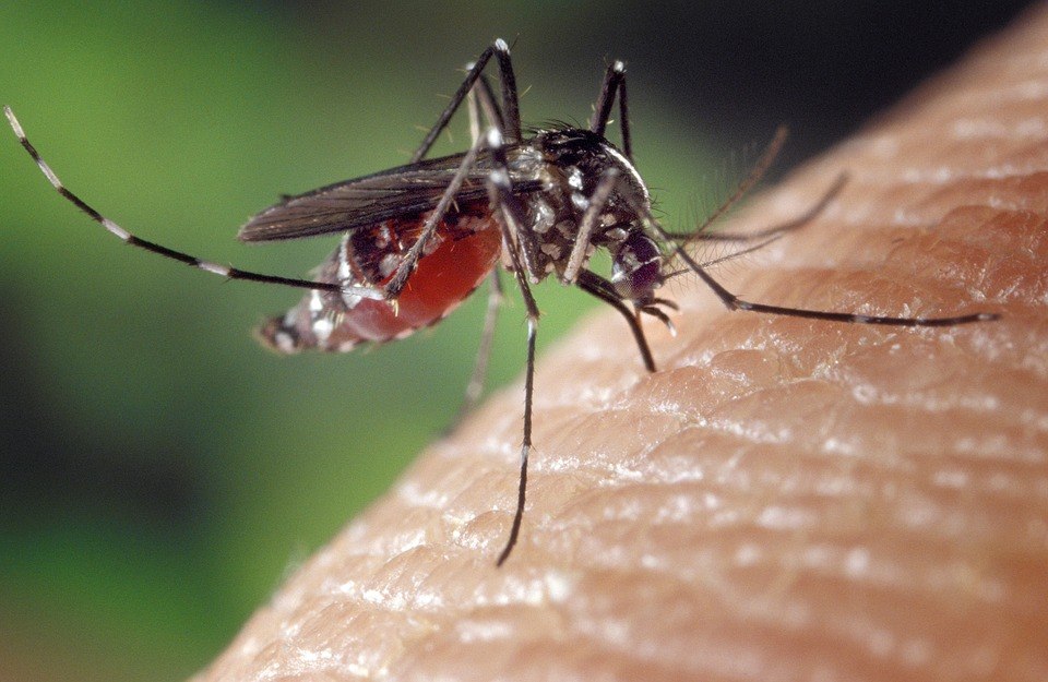 Veste proastă: țânţarul comun prezent în Europa a devenit rezistent la insecticide. Ce ne așteaptă