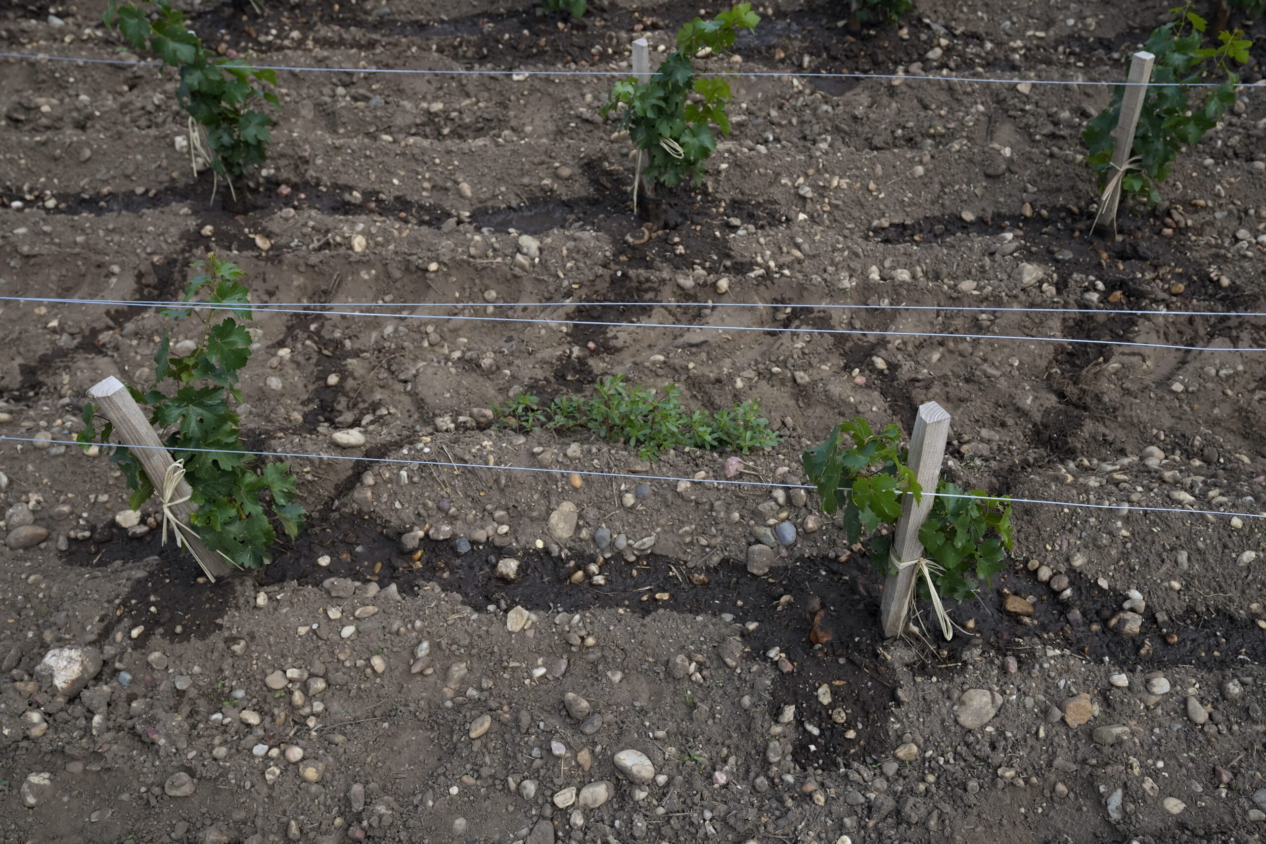 Guvernul francez plătește pentru smulgerea viilor din Bordeaux. Vinul roșu de Bordeaux ar putea ajunge alcool pentru parfumuri