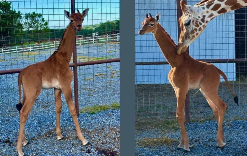 Prima girafă fără pete din lume s-a născut la o grădină zoologică din SUA