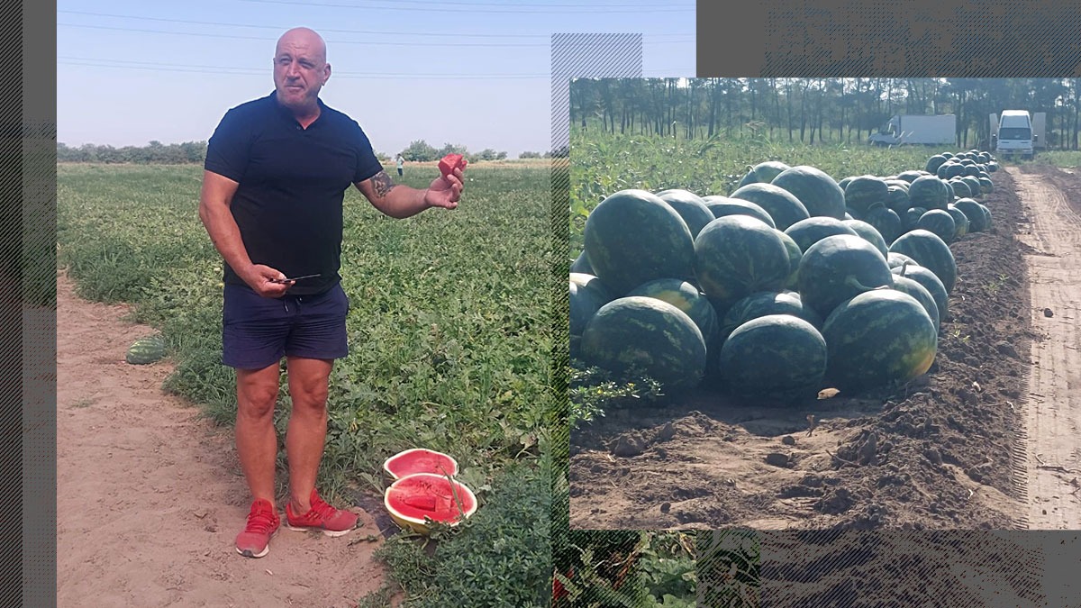 Fermierii din Dăbuleni au scăpat de faliment. Abia a doua recoltă de pepeni este la nivelul scontat