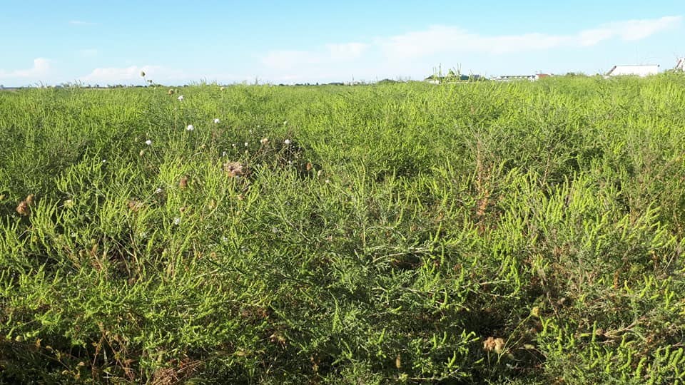 Ambrozia. Planta care a luat captivi 13,5 milioane de europeni. Cum pot fi controlate simptomele alergiei