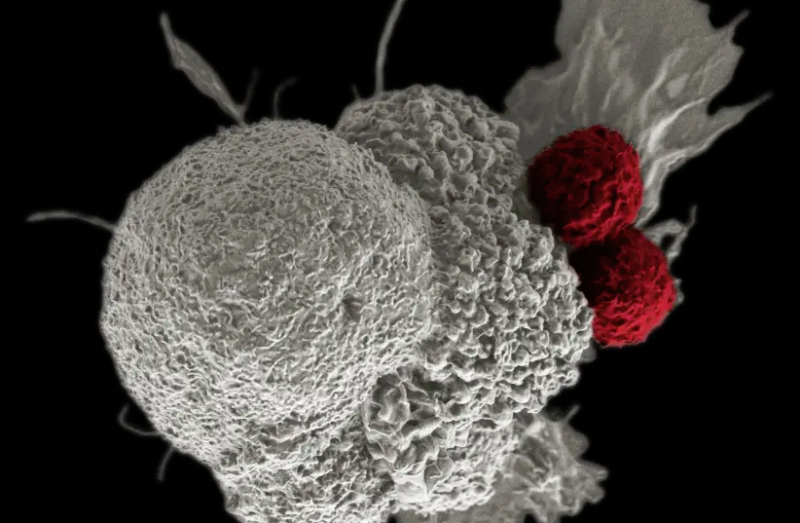 Cancerul se vindecă singur – Cercetătorii americani au descoperit un mecanism ascuns în sistemul imunitar