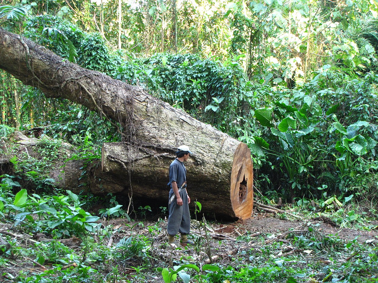 Sistem cu monitorizare satelitară pentru combaterea defrișărilor ilegale de pădure/ Cine a fost desemnat câștigătorul contractului?