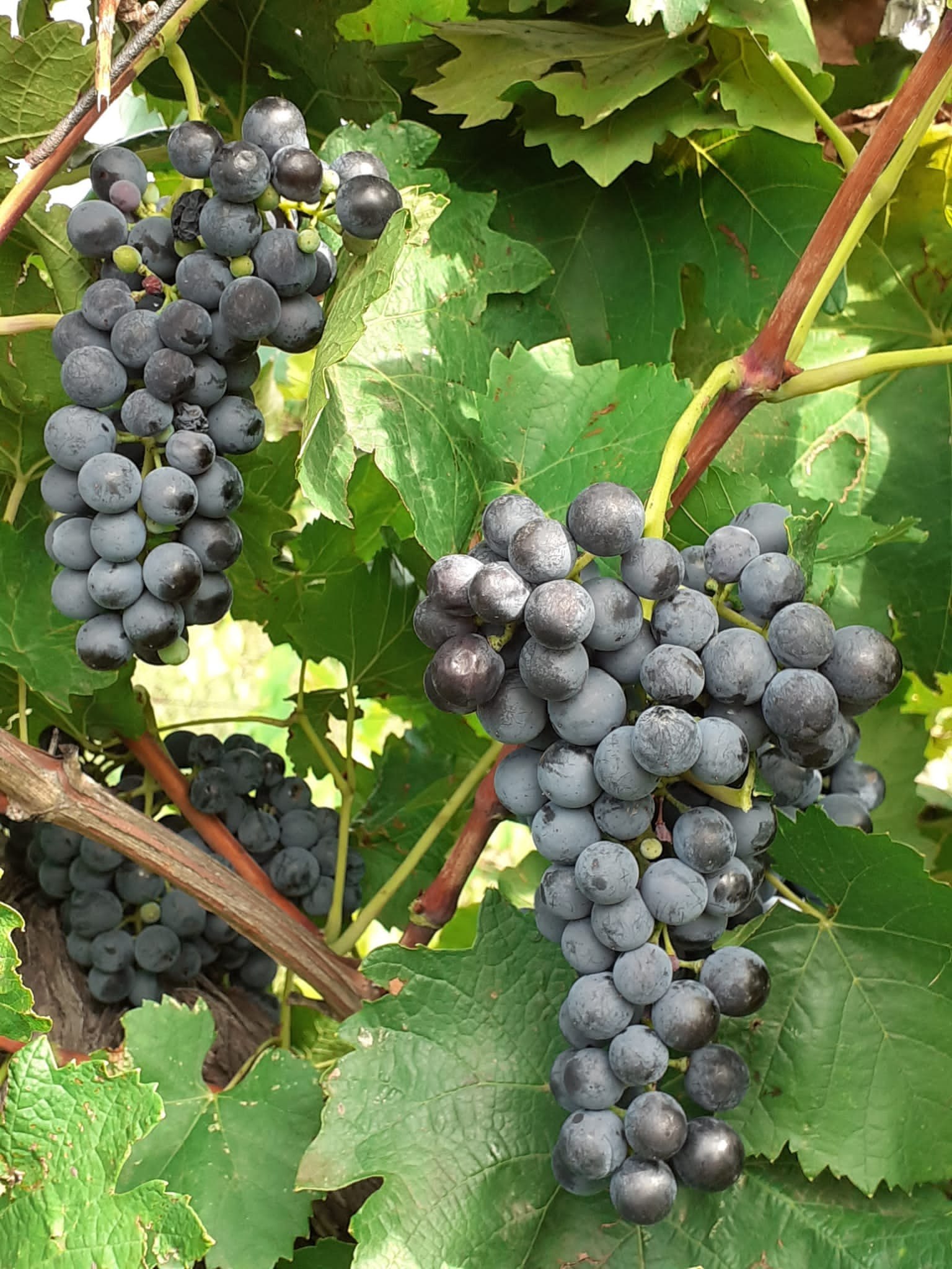 Vinul roșu, efectul asupra sănătății. Dr. Vlad Ciurea: „Conține o substanță care îmbunătățește calitatea vieții“ VIDEO