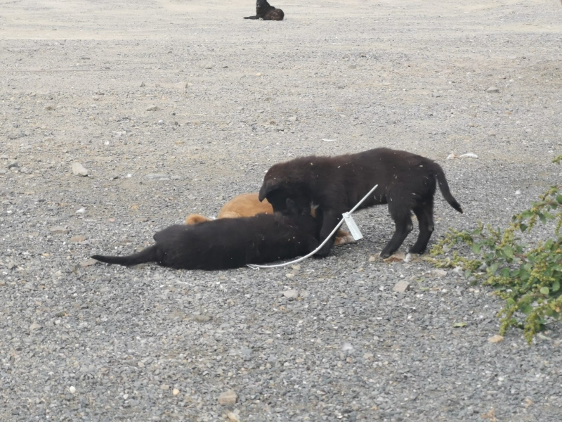 Doi căţei în vârstă de o lună, abandonaţi într-o cutie de carton în zona unui parc din Bucureşti