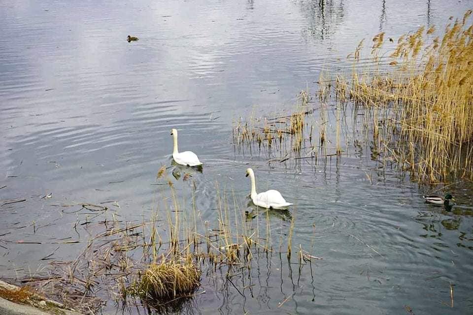 Două focare de gripă aviară au pus un județ pe jar. Interdicții dure ale inspectorilor veterinari, care au interzis și pescuitul