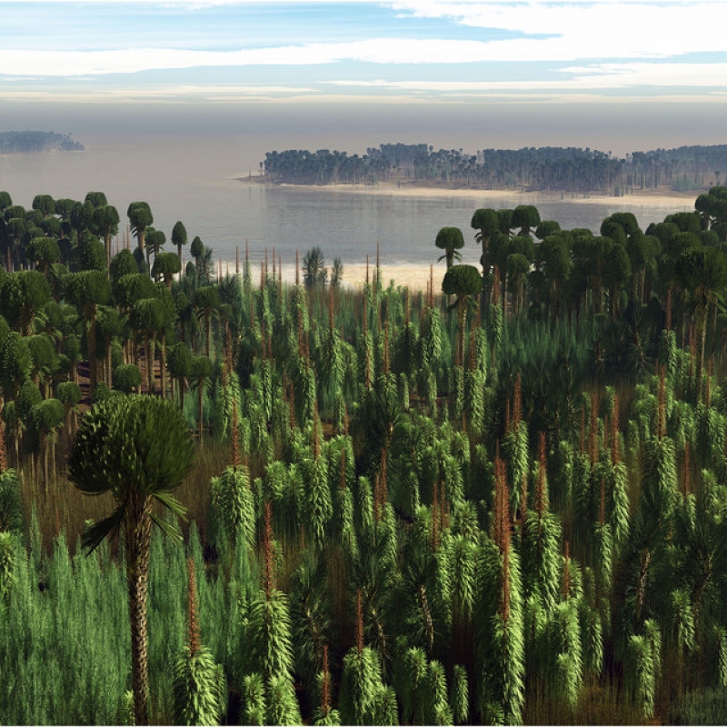 Cea mai veche pădure din lume ascunde un mare secret, vechi de peste 400 de milioane de ani/ VIDEO