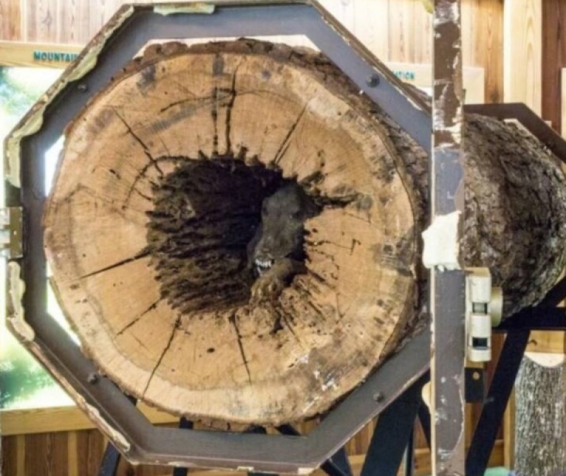 Descoperire incredibilă: Un grup de muncitori forestieri au găsit în interiorul unui copac un câine mumificat de peste 50 de ani