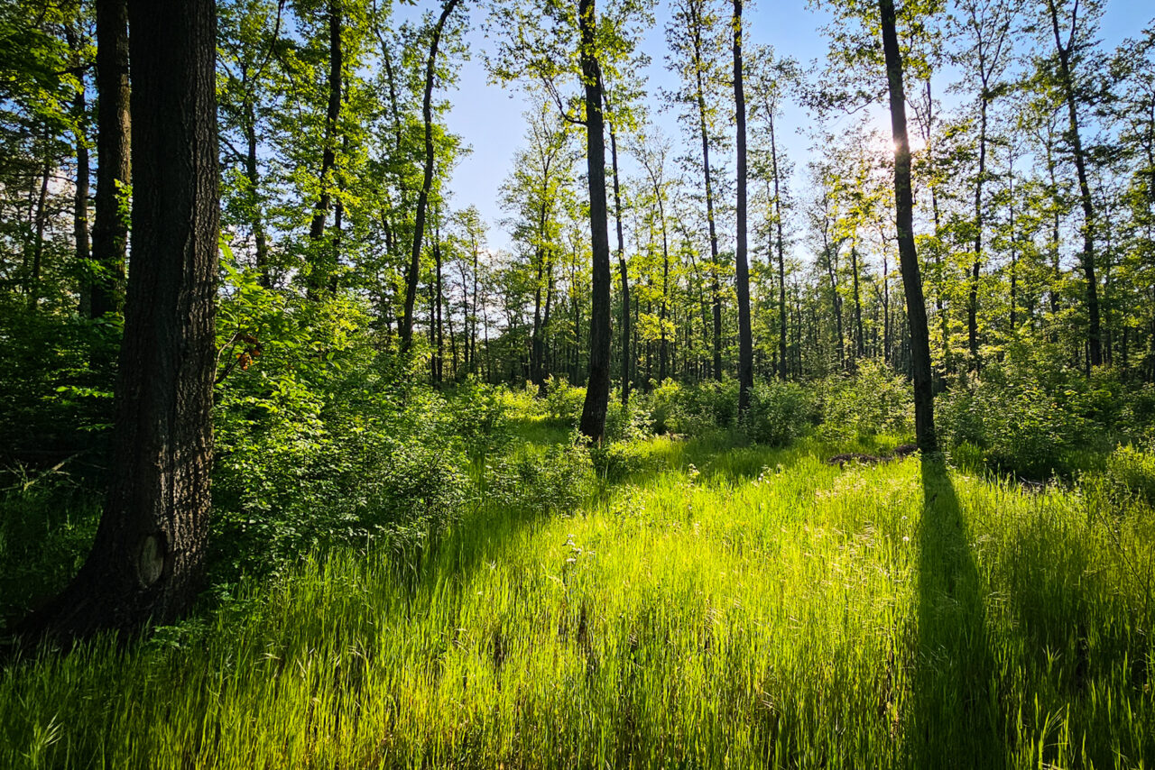 Noul Cod silvic, adoptat de Senat, în urma unui vot istoric
