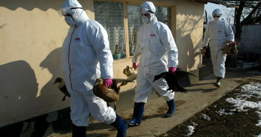 Gripa aviară devine o amenințare pentru omenire. Autoritățile medicale se tem că virusul care ucide păsările se va adapta la specia umană