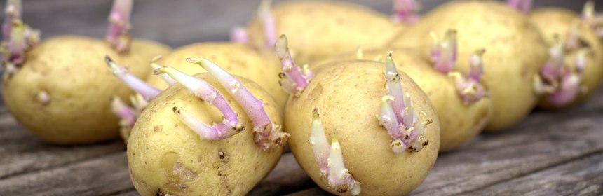 Mai pot fi consumați cartofii încolțiți? Specialiștii dezvăluie ce substanțe nocive dezvoltă leguma preferată a românilor