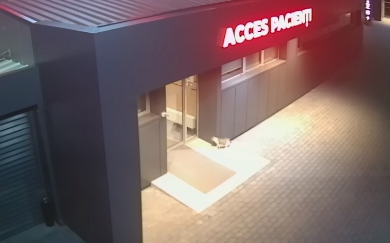 Povestea de curaj și devotament a unei pisici fără stăpân! A mers singură la o clinică veterinară, unde a adus pe lume patru pui / FOTO-VIDEO