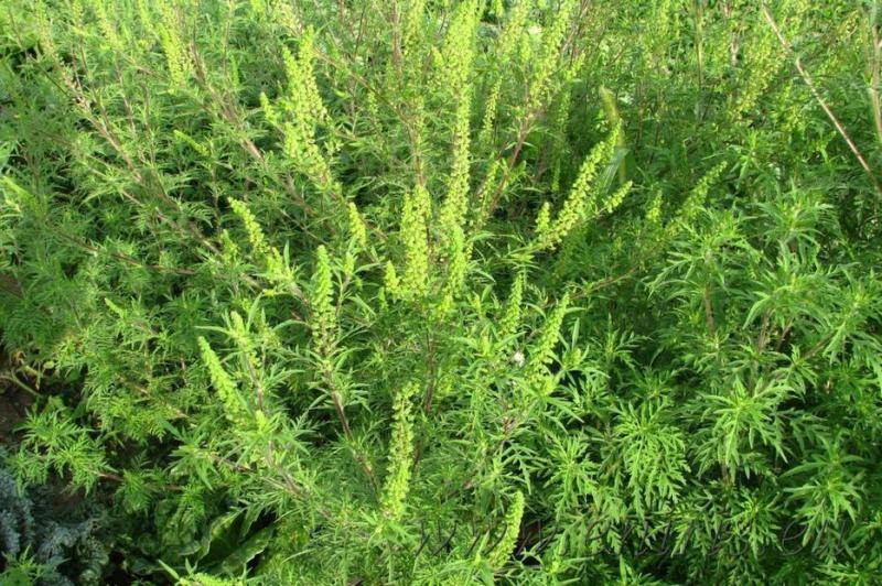 Cum ne putem proteja de o plantă foarte periculoasă, care crește peste tot în România. Poate produce astm