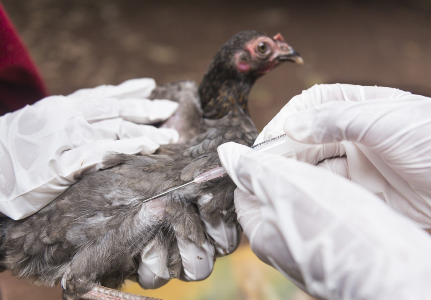 Care ar putea fi viitoarea epidemie. Virusul ce „are potențialul de a infecta atât animale, cât și oameni”