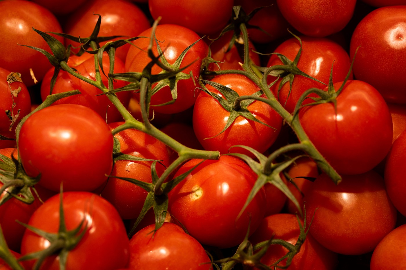 Un fermier scoate la vânzare ROȘII care cântăresc între 500 și 600 grame după ce a primit ajutor de la statul român