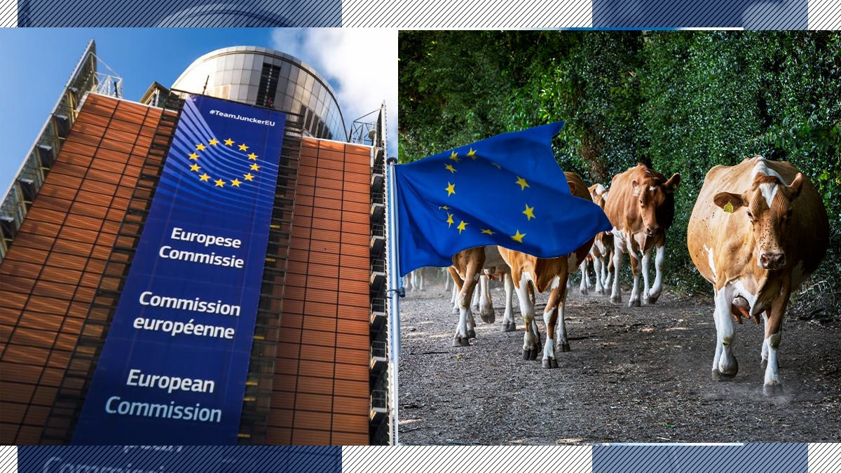 România solicită Comisiei Europene permisiunea de a importa animale de reproducție. Numărul vacilor, oilor, caprelor și porcilor scade an de an