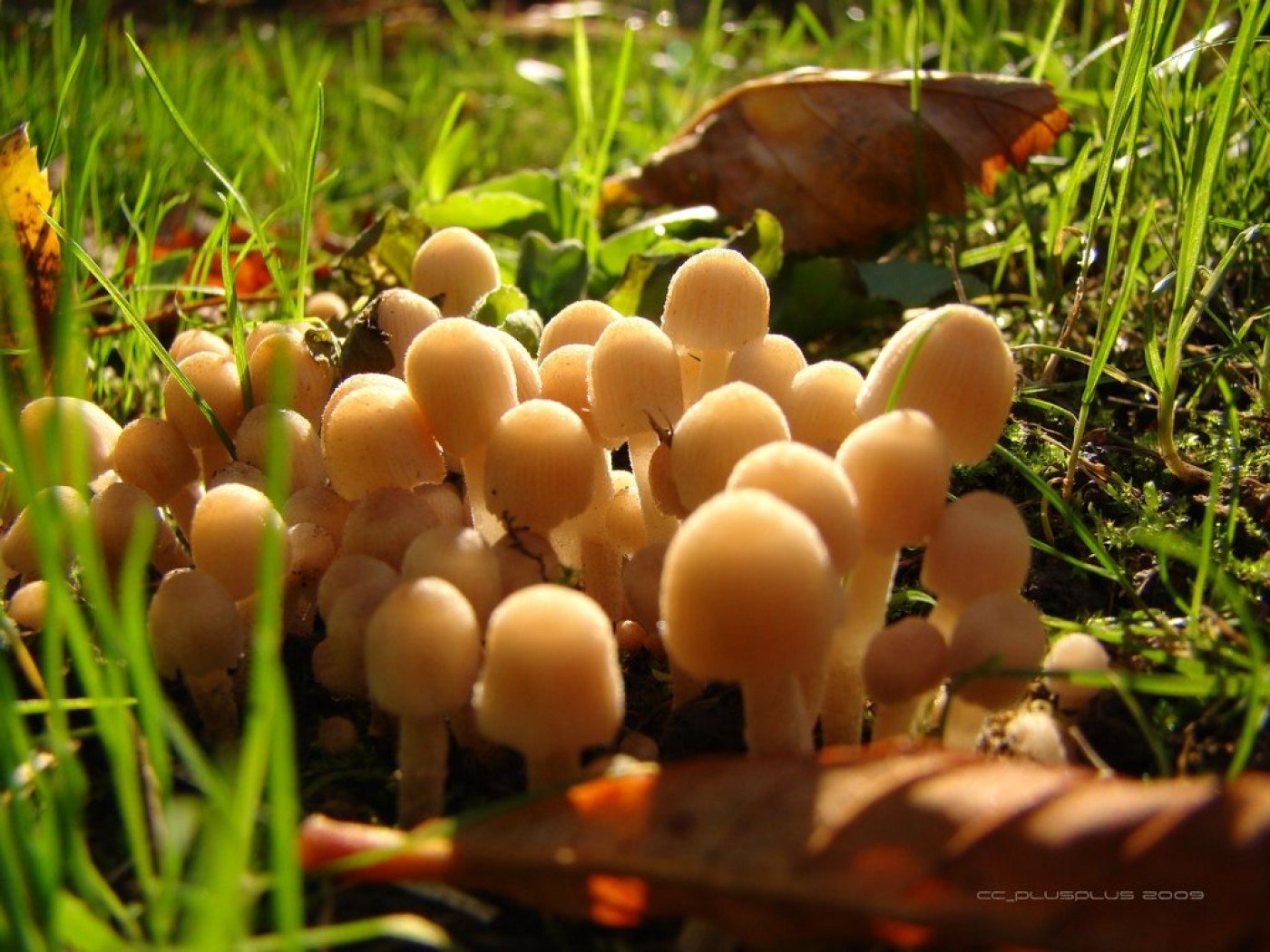 Cum acționează ciupercile „magice” asupra creierului. Ar putea fi folosite ca tratament împotriva depresiei, spune un psihiatru american