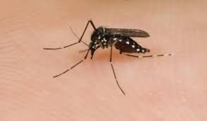 Virusul Oropouche, asemănător Zika, a ajuns în Europa. Cât de periculos este și ce recomandă autoritățile