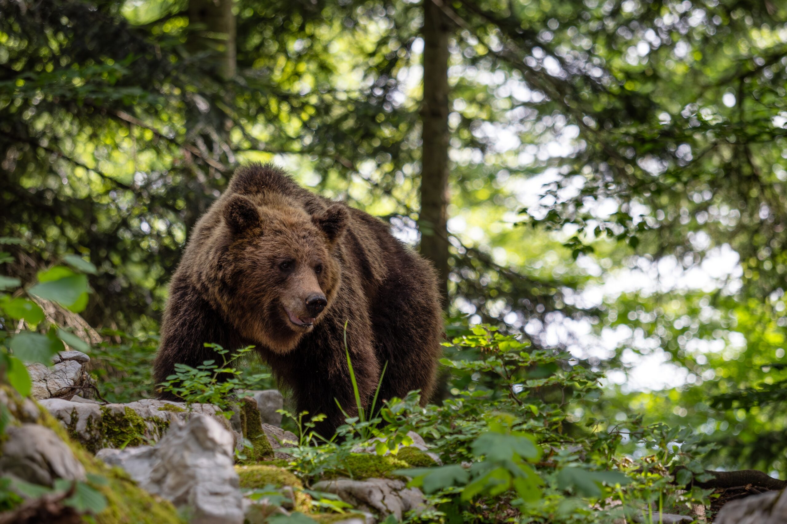 Țara europeană care a aprobat vânzarea de carne de urs. Măsura a provocat revoltă în rândul iubitorilor de animale