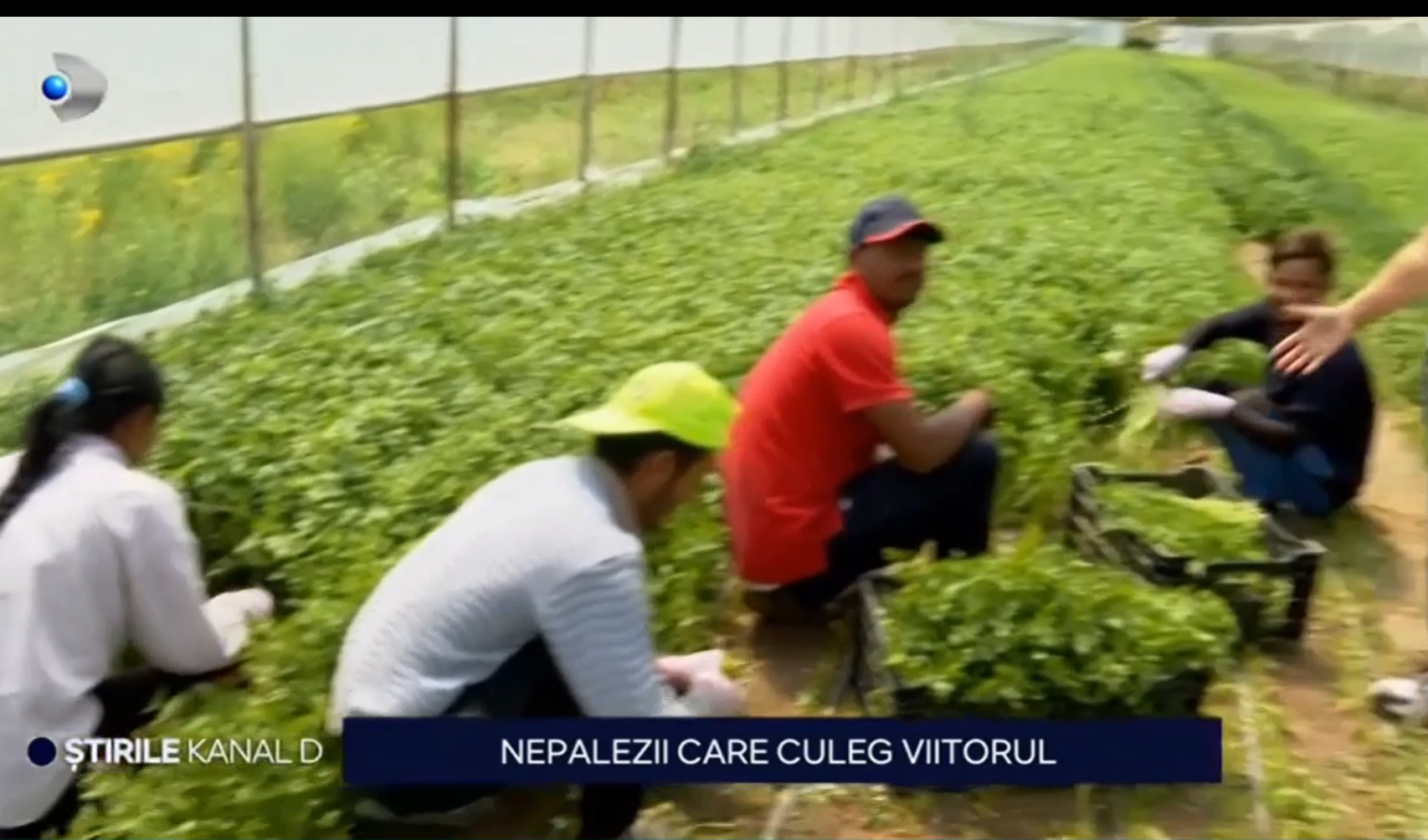 Producătorii locali nu mai găsesc muncitori pe teritoriul țării noastre și apelează la forța de muncă din Nepal