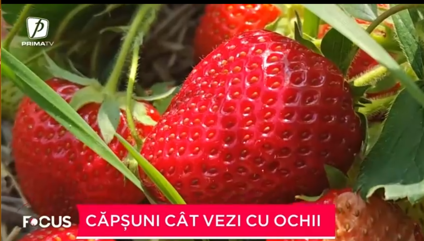 Un bărbat din județul Suceava s-a întors acasă decis să investească în agricultură. Toți banii i-a folosit pentru a planta căpșuni.