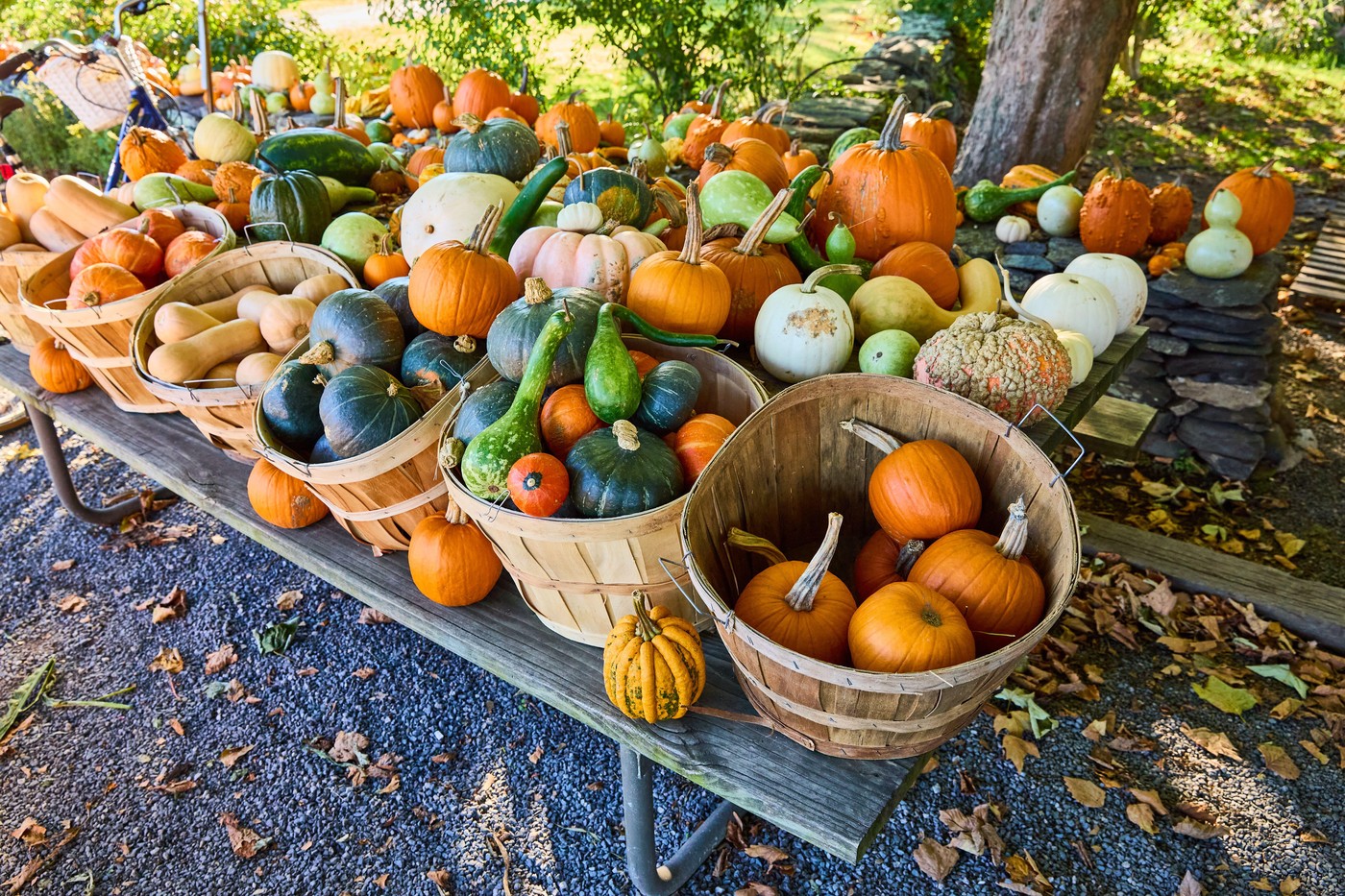 Îngrășământul bio de care ai nevoie pentru a cultiva cei mai mari dovleceii de grădină