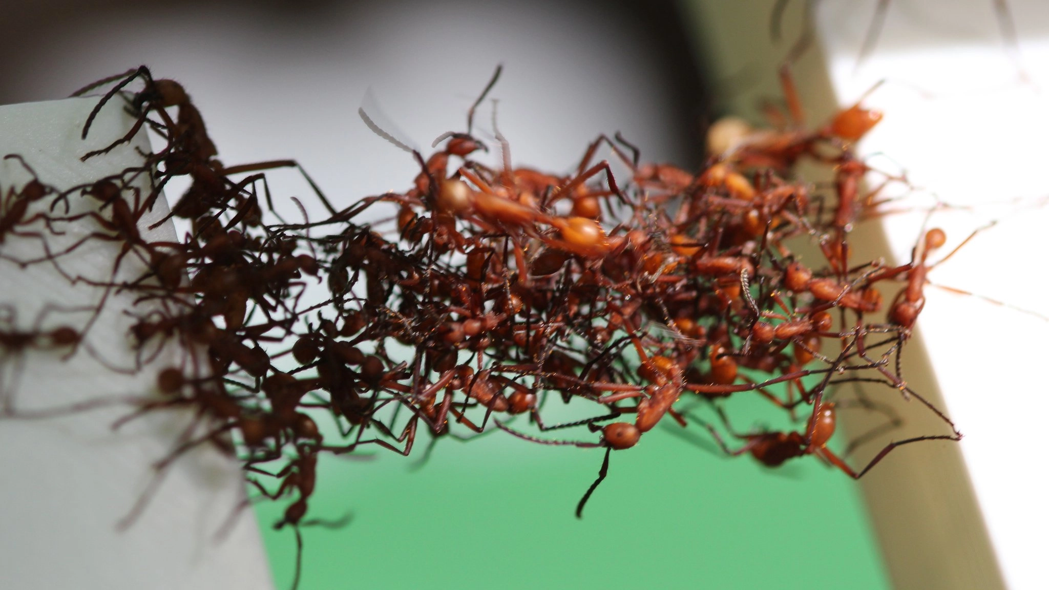 Iaurt cu furnici, delicatesă într-un restaurant cu două stele Michelin