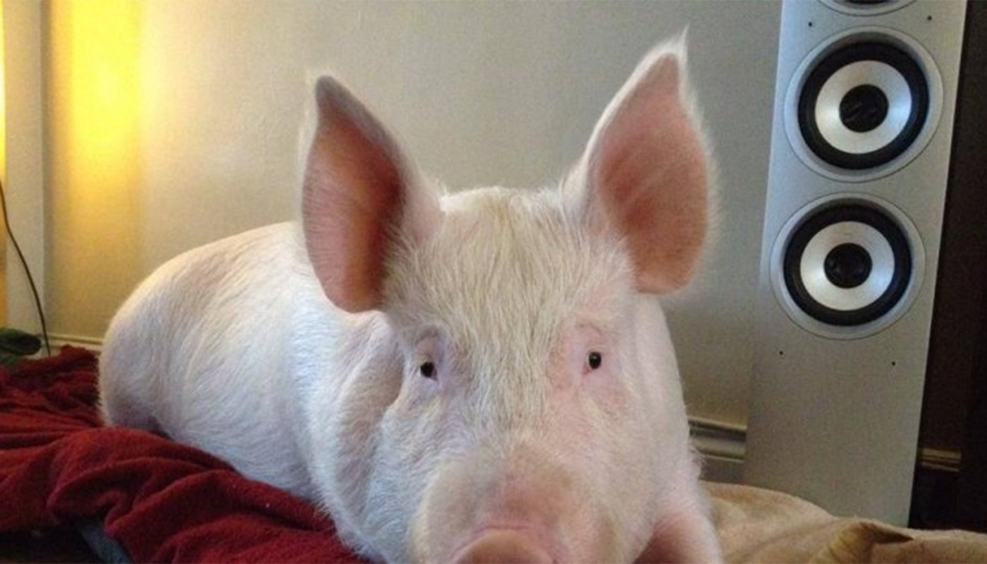 Cât costă un porc Marele Alb acum, în noiembrie 2025. De unde este mai avantajos să cumpărăm: supermarket versus producător local.