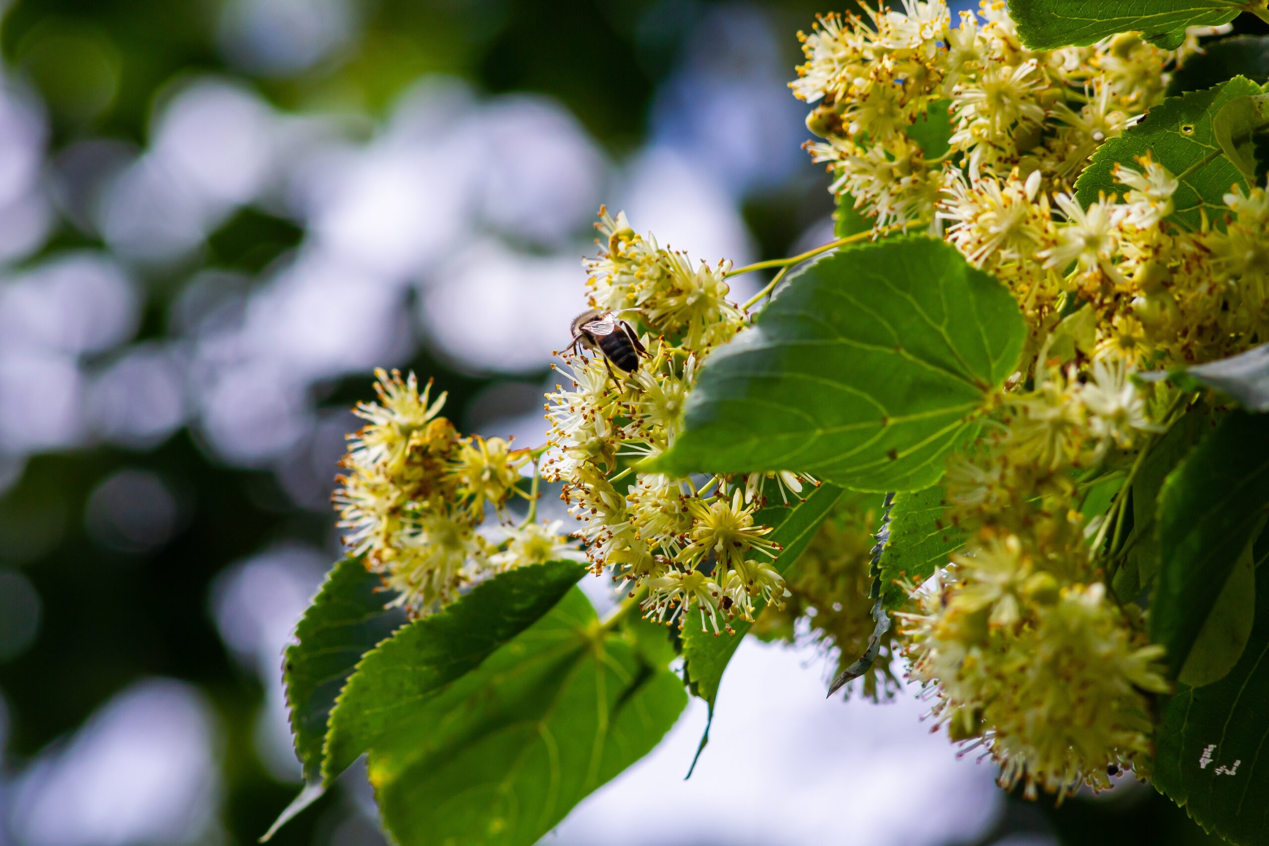 În ce perioadă din an este bine să plantezi teiul. Etapele peste care să nu sari, pentru ca arborele să se dezvolte corect