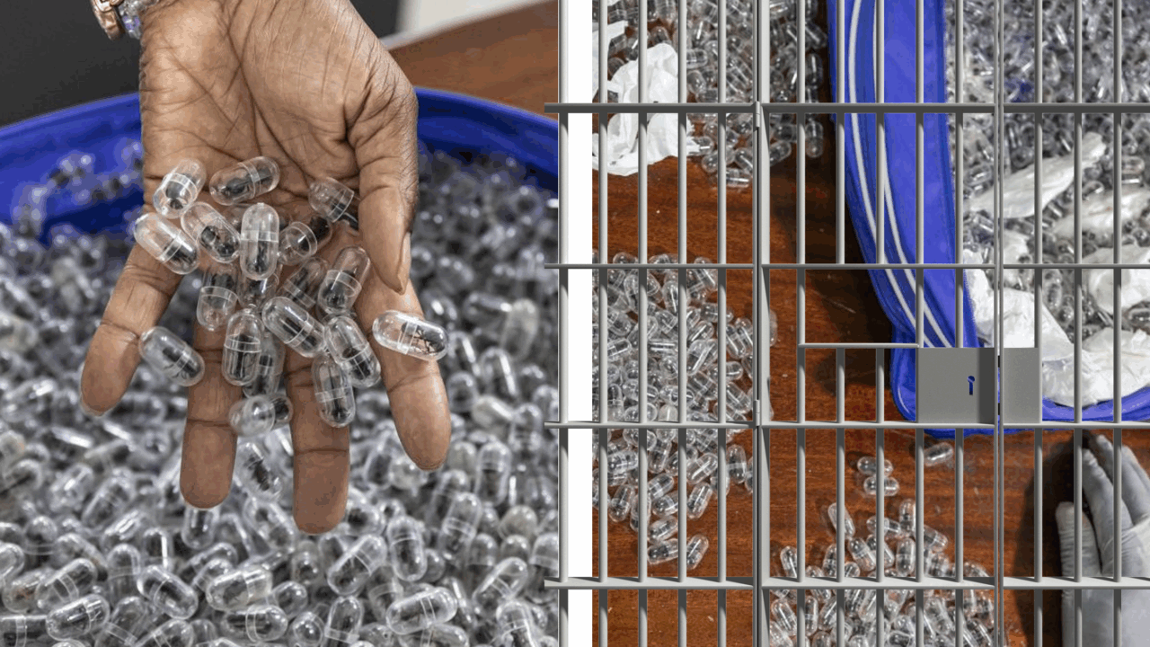 Furnici care costă 200 de dolari bucata. Traficul este în floare în Africa