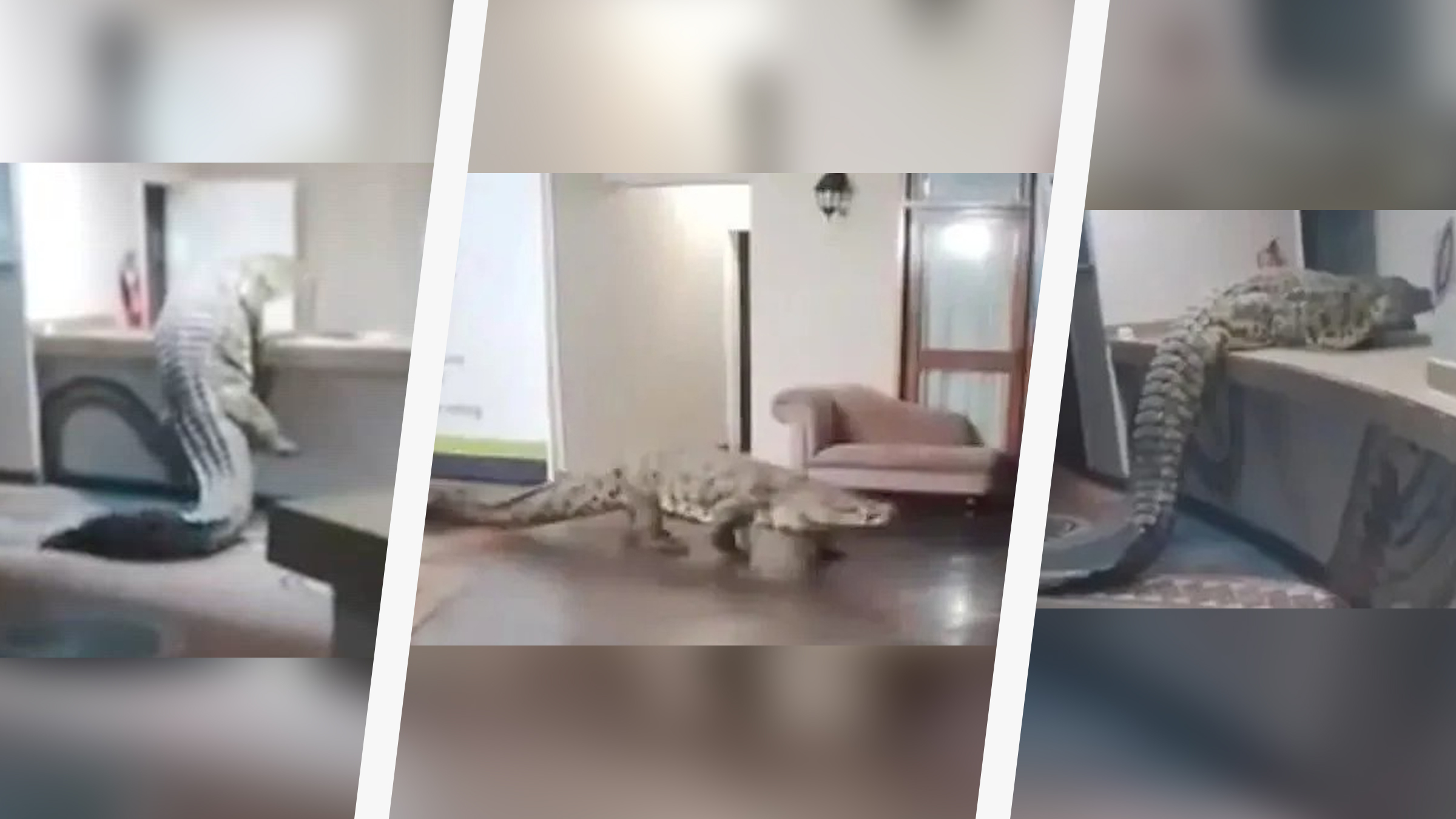 Imagini de groază cu un crocodil uriaș în recepția unui hotel. Unde s-a întâmplat incidentul