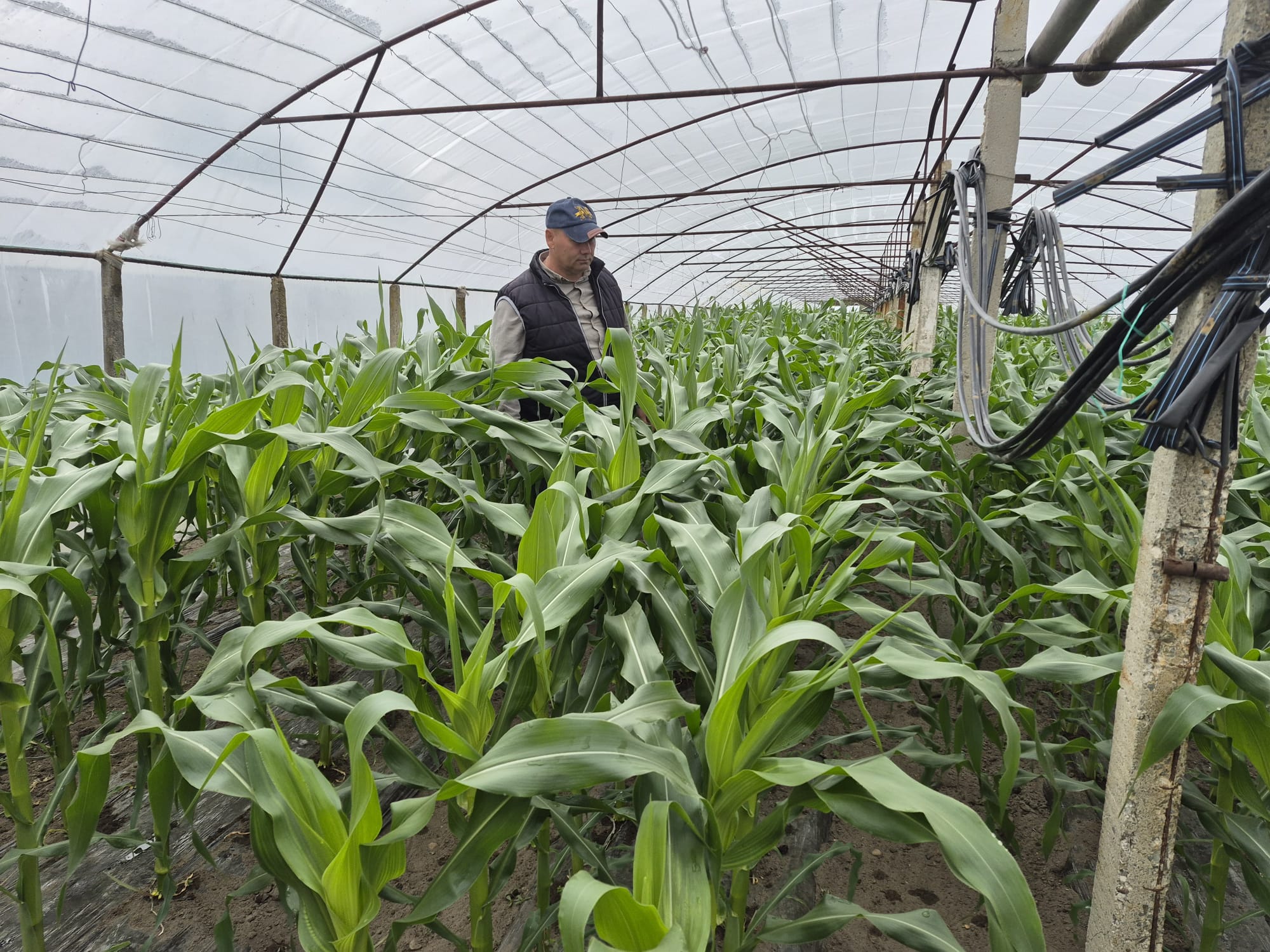 Cultura care înlocuiește pepenii și tomatele