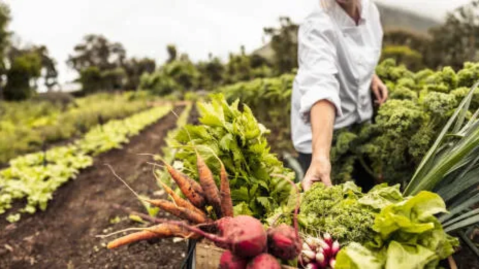Agricultura românească, strânsă cu ușa de scumpiri: Energia și îngrășămintele împing costurile în sus