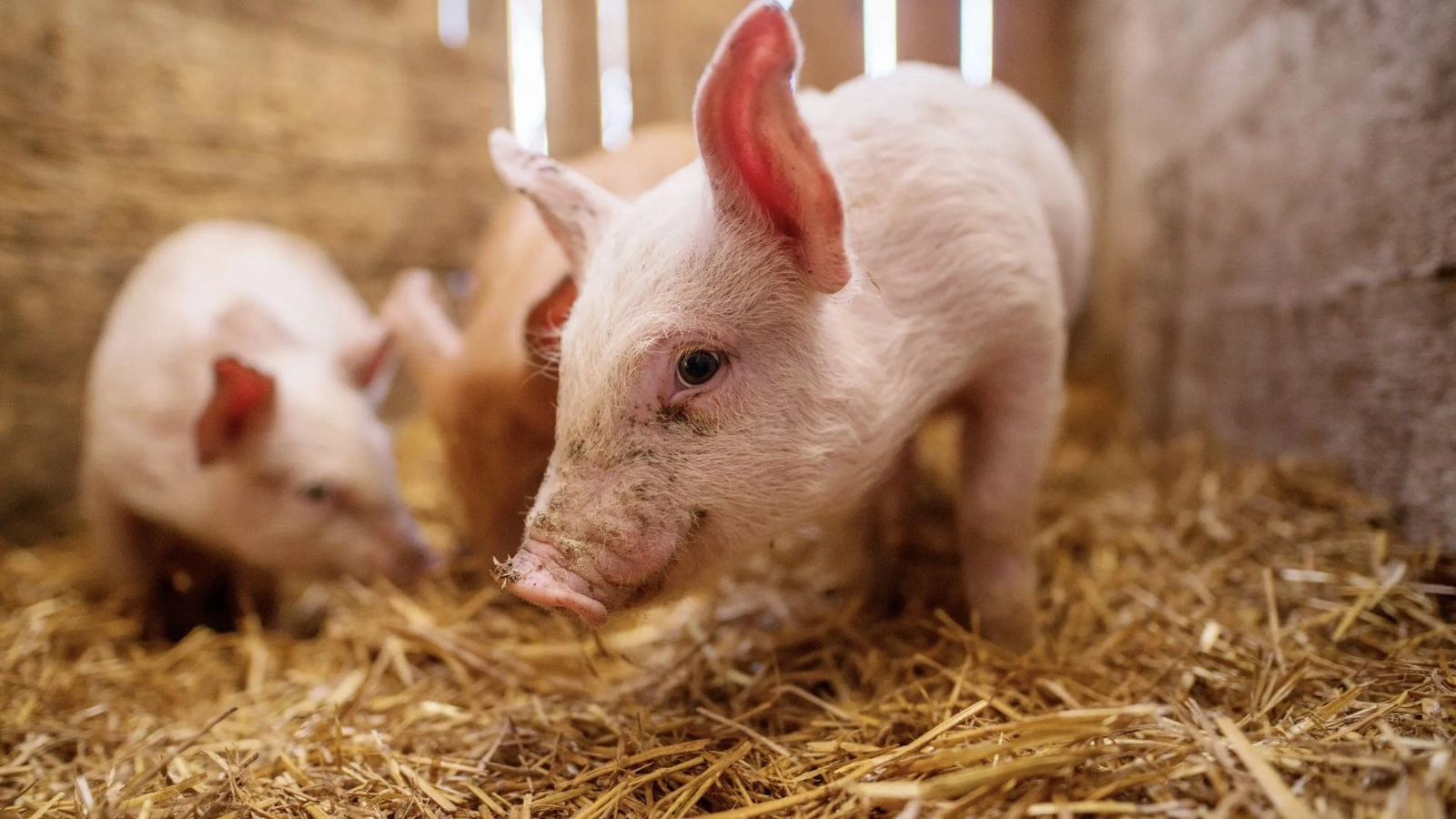 Cattle and pig slaughtering up in July; decreases reported for poultry, sheep and goats (INS)