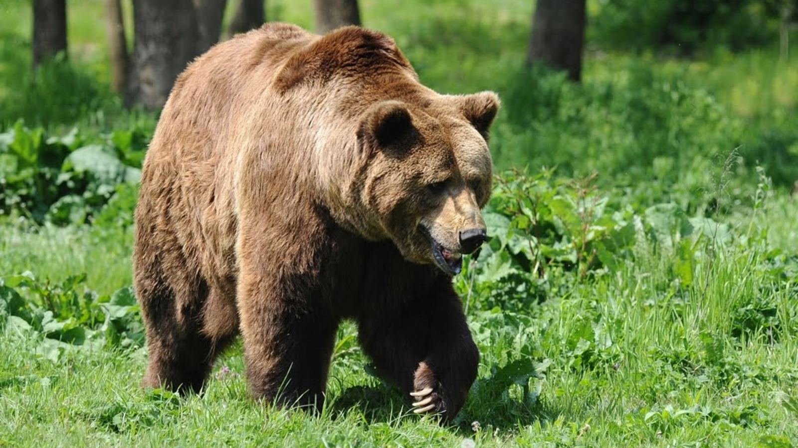 Alertă falsă de urs în Câmpina, declanșată de o fotografie generată cu AI. Primăria avertizează